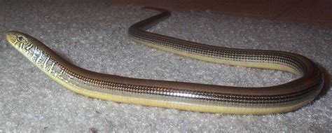Legless lizard species in the goulburn broken catchment five species of legless lizard have been recorded in the goulburn broken catchment, or are likely to occur in the. Glass Lizard Information & Facts | Glass lizard, Lizard ...