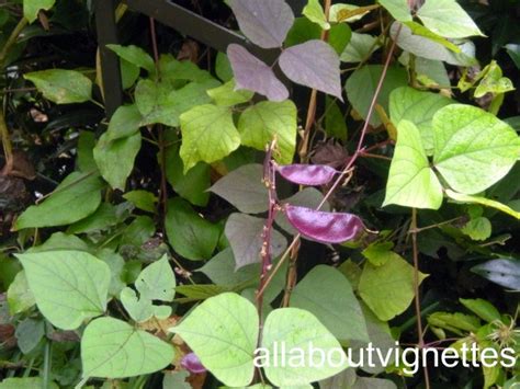 We did not find results for: All About Vignettes: Climbing Hyacinth Bean Vine