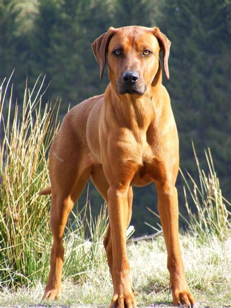 Rhodesian Ridgeback Large Muscular Dog Breed Puppy Rhodesian