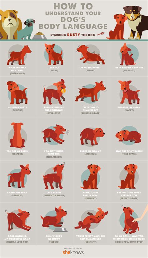 All Of Your Dogs Body Language Finally Explained