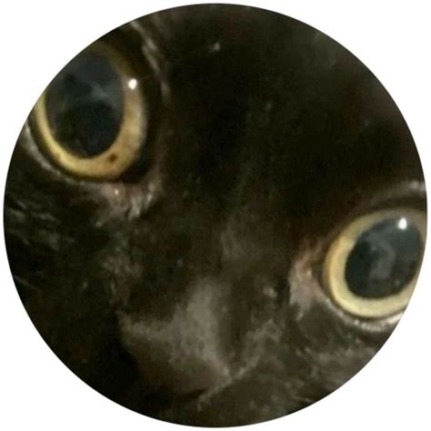 Round Icon Pfp Cute Black Cat Big Eyes Aesthetic Y2k Profile Picture In