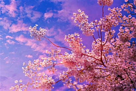 Cherry Blossom Tree 4k 5k Hd Nature 4k Wallpapers