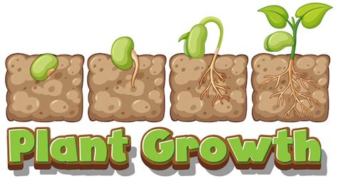 How Plants Grow Diagram