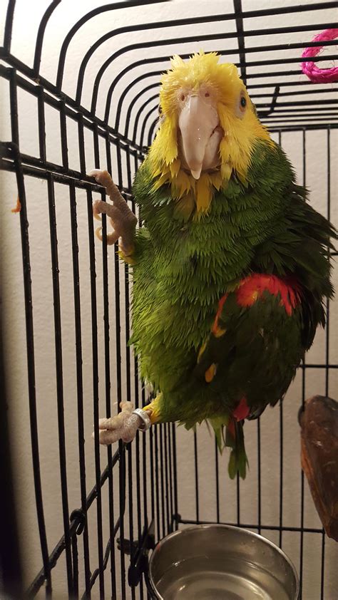 Everyone Meet Beto The Double Yellow Headed Amazon Parrot Rparrots