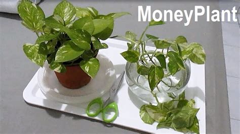 I'm growing my money plant in the water containing jar but the leaves are. Propagating MONEY PLANT Pothos in Water - YouTube