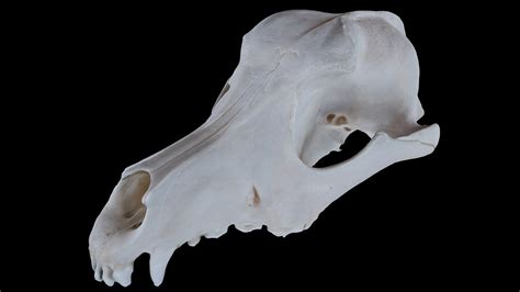 Dog Skull Test Download Free 3d Model By Scott Interstellarsimian