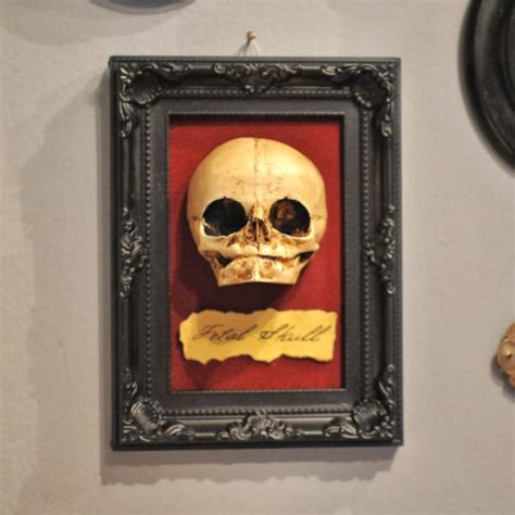 Home & decor store on amazon.in is a one stop shop for the most varied variety in home & decor articles. Oddity - Fetal Skull display replica - Victorian Oddities ...