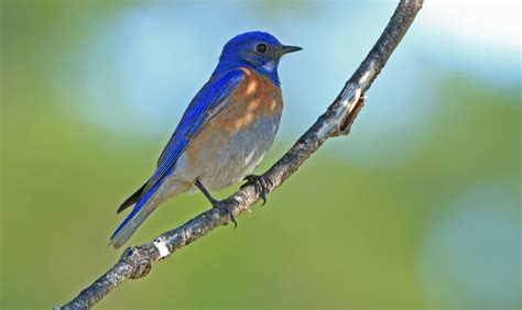Western Bluebird - BirdWatching