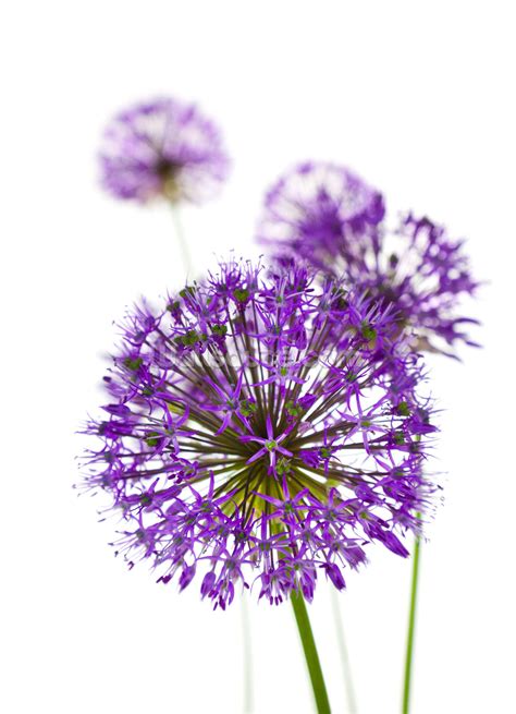 With hundreds of species available in the onion family, it is quite easy to have blooming alliums every season in the garden. Allium Flowers Wallpapers - Wallpaper Cave