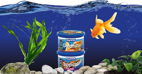 Choosing The Right Food For Your Fish