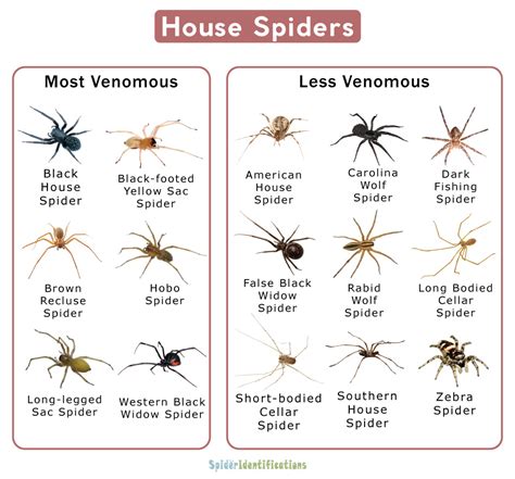Types Of House Spiders List With Pictures