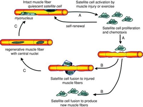 Schematic Representation Of The Cycle Of Satellite Cell Activation