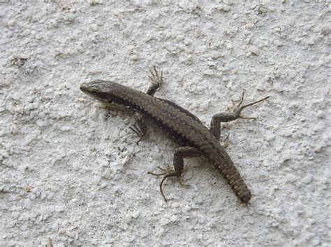Common Lizard On A Wall A Common Lizard Although Without Flickr