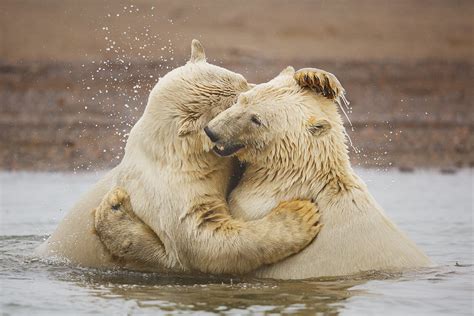 Polar Bears Playing Photo Blog Niebrugge Images