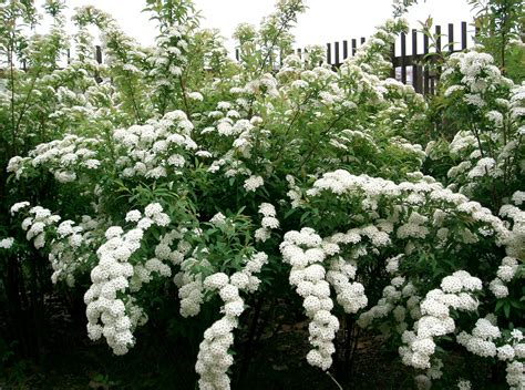 Spiraea Double White May Bush Hello Hello Plants And Garden Supplies