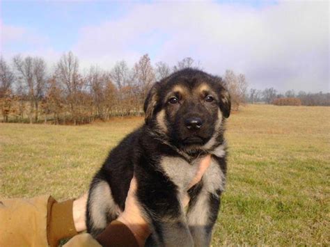 AKC German Shepherd Puppies (Black and Tan) for Sale in ...