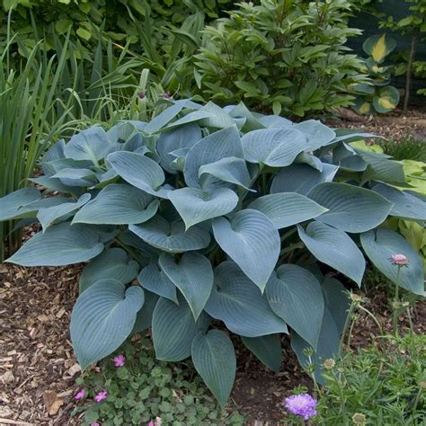 Hosta Halcyon Buy Plantain Lily At Coolplants