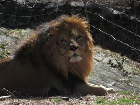 African Lion 2019 Zoochat