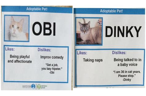Hilarious Cat Adoption Profiles Will Make You Do A Spit Take Petguide