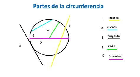 Qué Es Una Circunferencia Partes Y Tipos Estudianteo