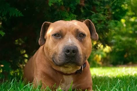 American staffordshire terrier rescue information: American Staffordshire Terrier - Meet the Close Cousin of ...