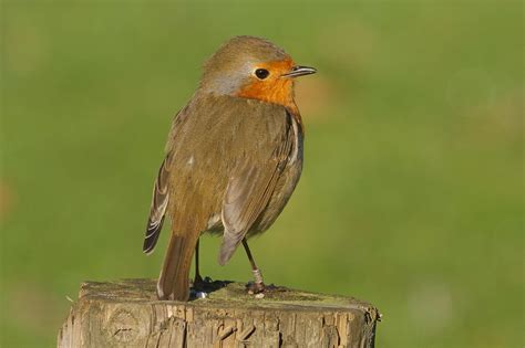 Northamptonshire Birding Thrushes On Parade
