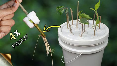 How To Propagate Plant Cuttings In Water