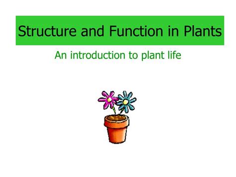 Ppt Structure And Function In Plants Powerpoint Presentation Id4007027