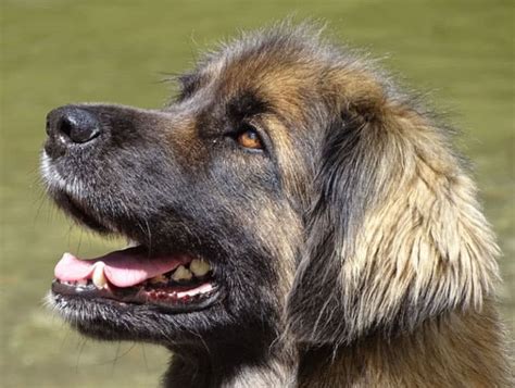 Top 10 Largest Dog Breeds In The World The Mysterious World