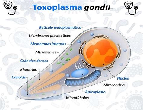 Morfologia Do Toxoplasma Gondii
