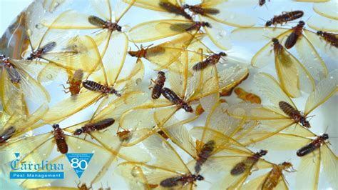 Carolina Pest How To Tell Winged Termites From Flying Ants