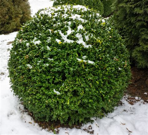 5 Beautiful Evergreens To Grow For Winter Interest In Your Yard