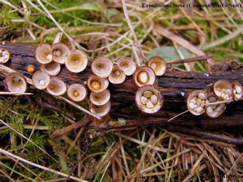Wisconsin Mycological Society - Mushroom of the Month