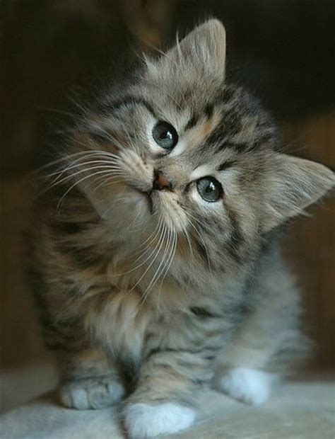 Shaft head tilt gif 10 » gif images download. 4 Kittens - 15th February 2016 - We Love Cats and Kittens