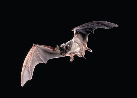 Bat Animal Hd Wallpapers Bat Flying Mammals Bat Photos