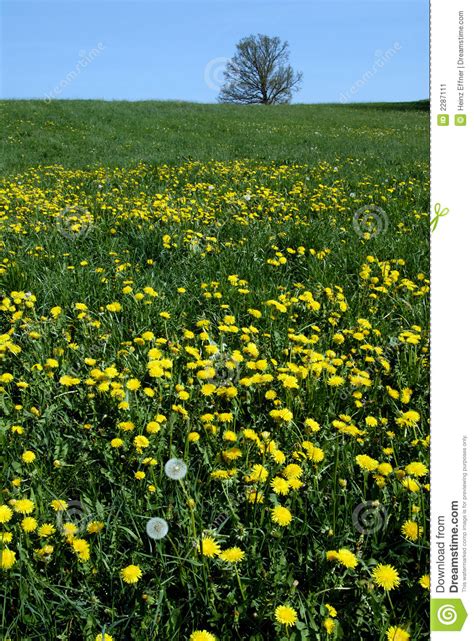 Yellow Dandelions In Meadow Stock Image Image Of Lone Lush 2287111