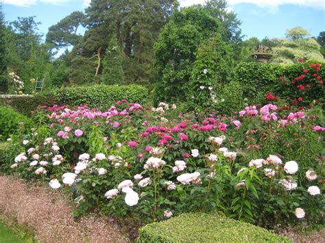 Special Rose Week Pashley Manor Gardens