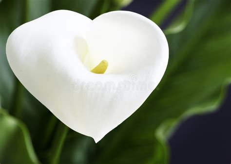 Close Up Of A Beautiful Calla Lilies Flower With A Heart Shape And