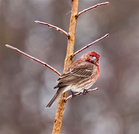 Multimedia Gallery Male House Finch Nsf National Science Foundation