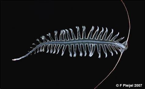 This Deep Sea Alien Worm Tomopteris Is Utterly