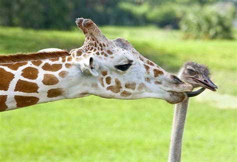 All The World Animals 33 Oddest Animal Couples