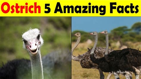 शुतुर्गमुर्ग के बारे में मजेदार रोचक तथ्‍य About Ostrich Ostrich