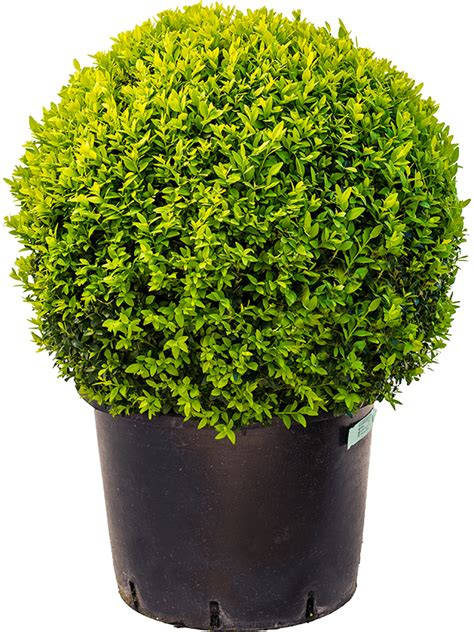 Buxus Sempervirens Live And Replica Planting