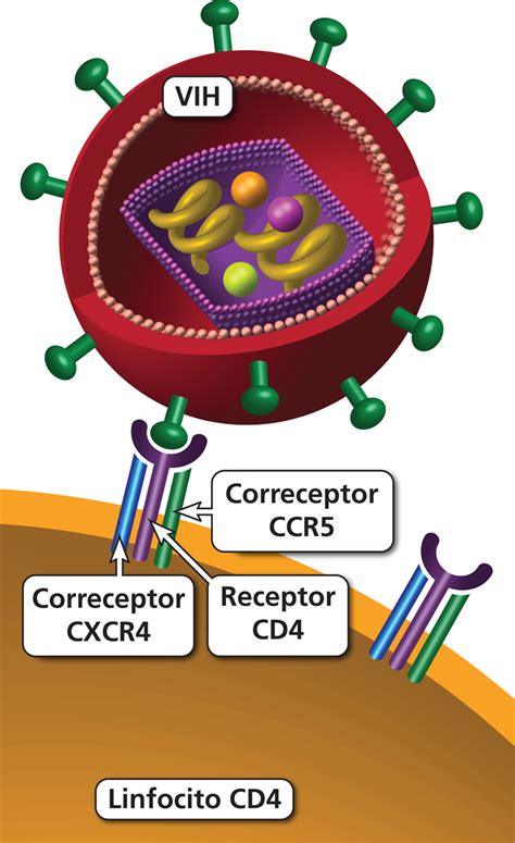 Receptor De CD4 Clinicalinfo