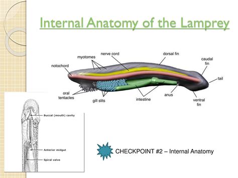 Lamprey Internal Anatomy Diagram