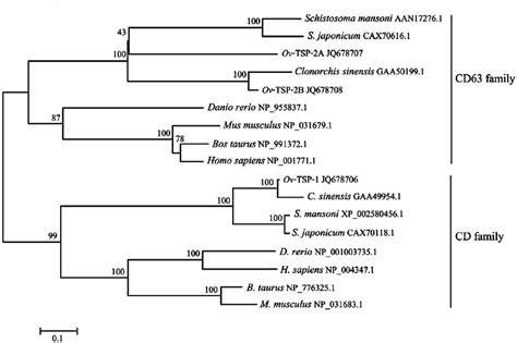 Phylogenetic Analysis Of Tetraspanins From Opisthorchis Viverrini And Download Scientific