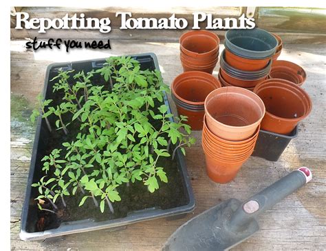 Re Potting Baby Tomato Plants In 5 Steps Theecomuslim