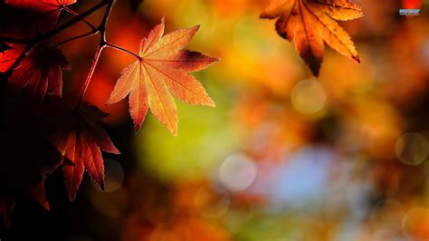 🔥 Download Autumn Leaves Wallpaper High Quality By Ginap5 Autumn