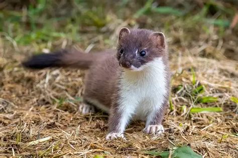 Stoat Facts Size Diet Pictures All Animal Facts