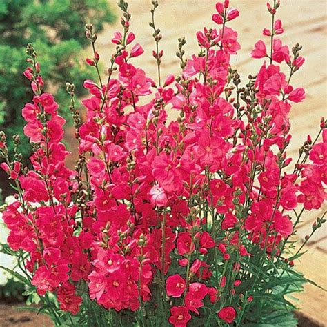 Perennial flowering plants for partial sun. Red Mini Hollyhock | Shade flowers, Flowers perennials ...